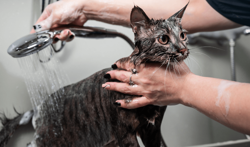 Cat Grooming